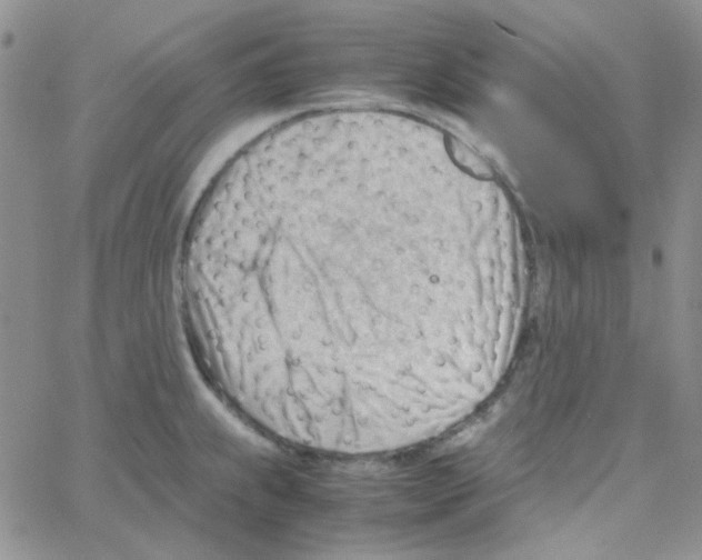 X0000064751239200603131335