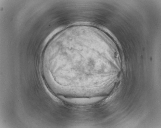 X0000064751245200603131335