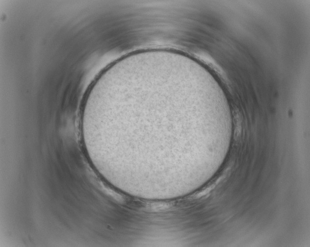 X0000064751278200603131334