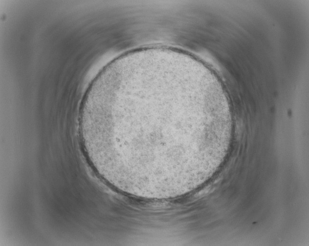 X0000064751279200603131334