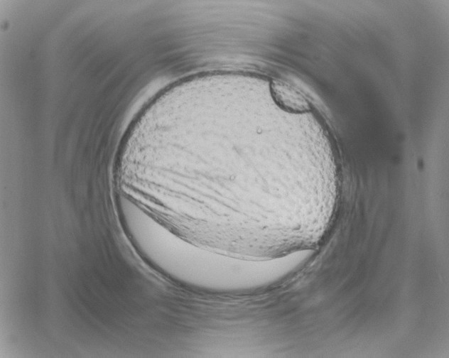 X0000064751283200603131334