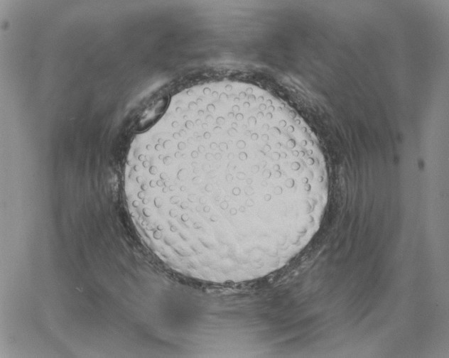 X0000064751302200603131333