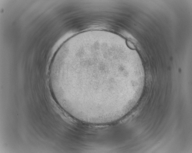 X0000064751427200603131332