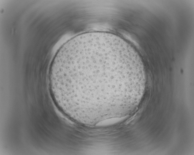 X0000064751471200603131331