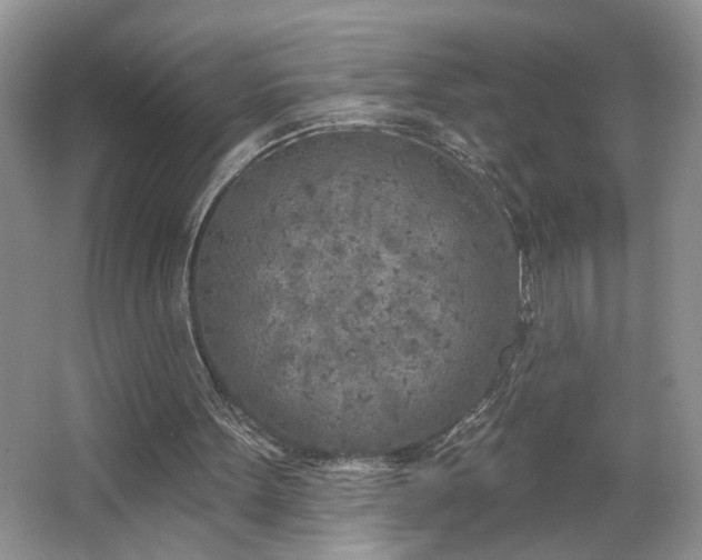 X0000064760099200602101233