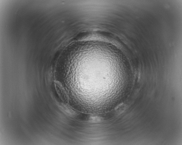 X0000064760376200602101229