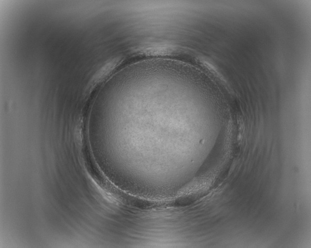 X0000064760586200602101225