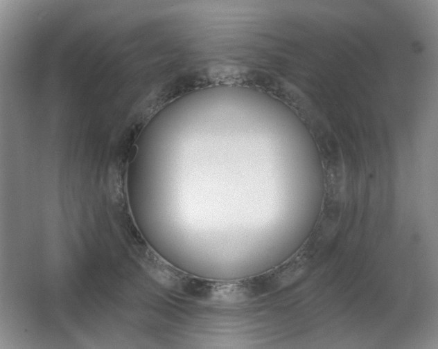 X0000064760705200602101223