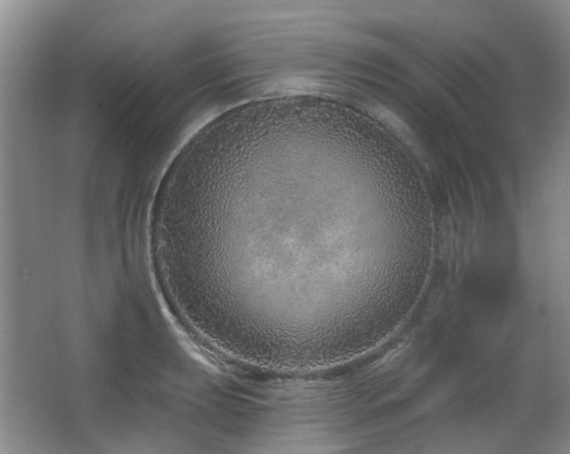 X0000064761039200602101218