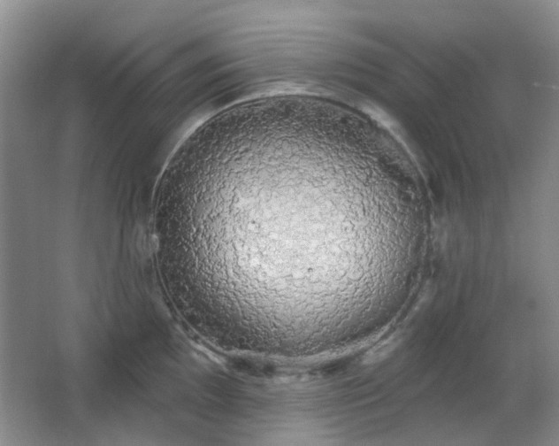 X0000064761097200602101217