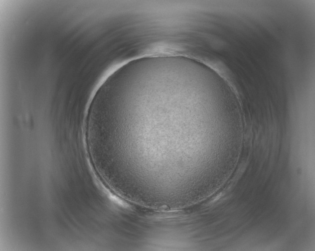 X0000064761486200602101210