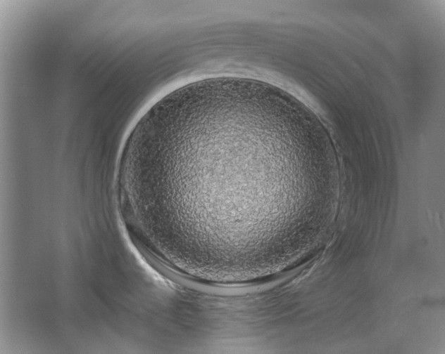 X0000064761536200602101210
