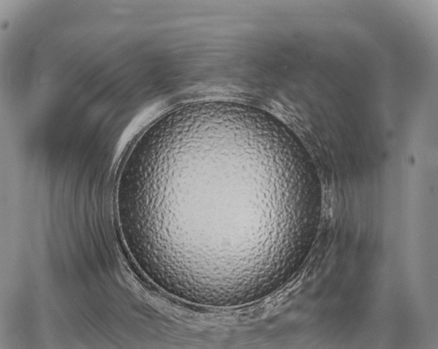 X0000064760004200602171811
