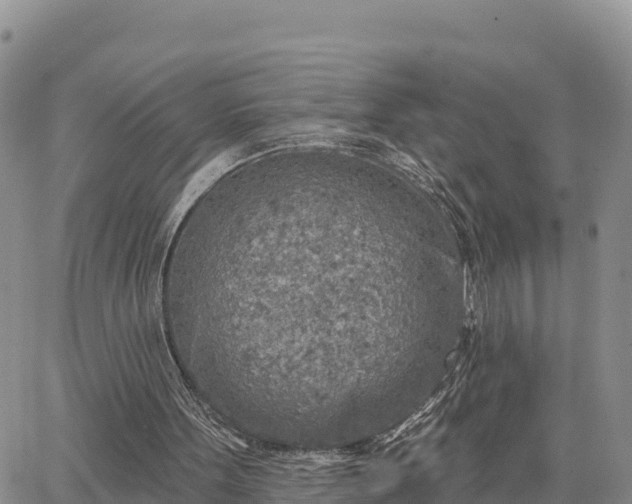 X0000064760099200602171809