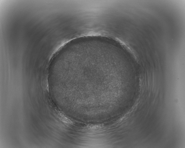 X0000064761262200602241901