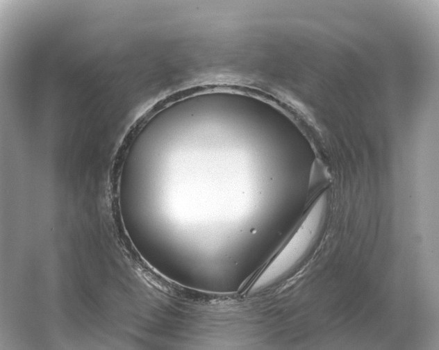 X0000064761264200602241901