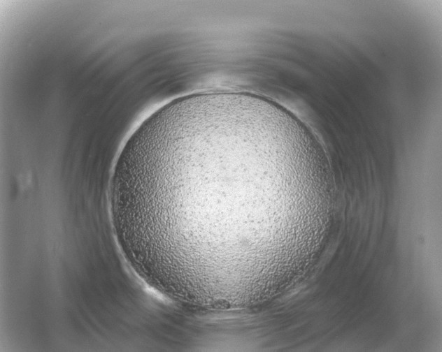 X0000064761486200602241855