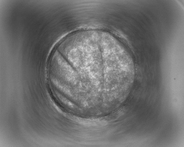X0000064760012200603031811