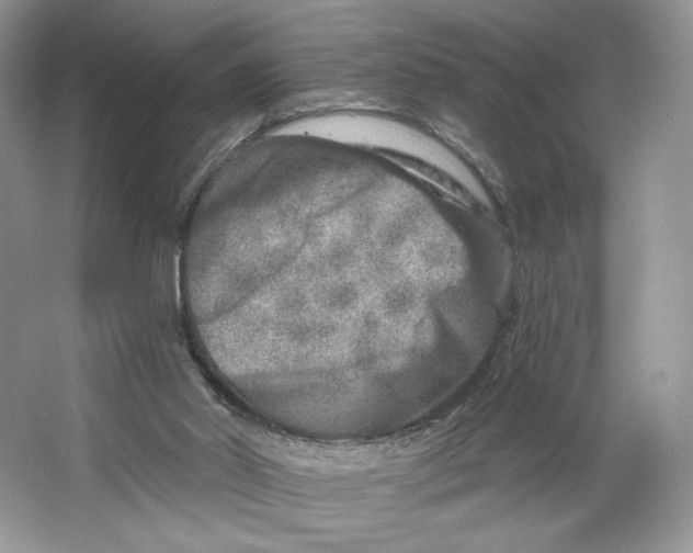 X0000064760014200603031811