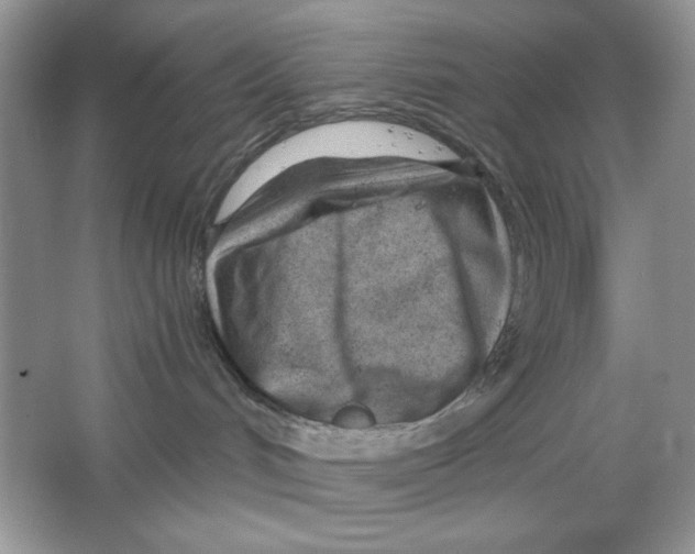 X0000064760048200603031810