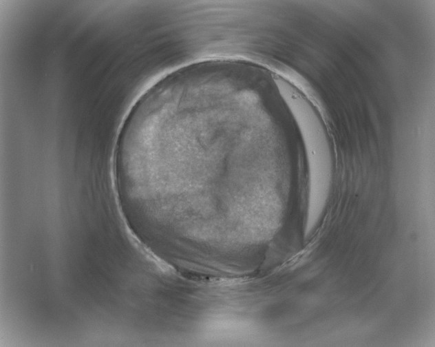 X0000064760958200603031756