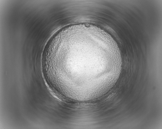 X0000064761039200603031754