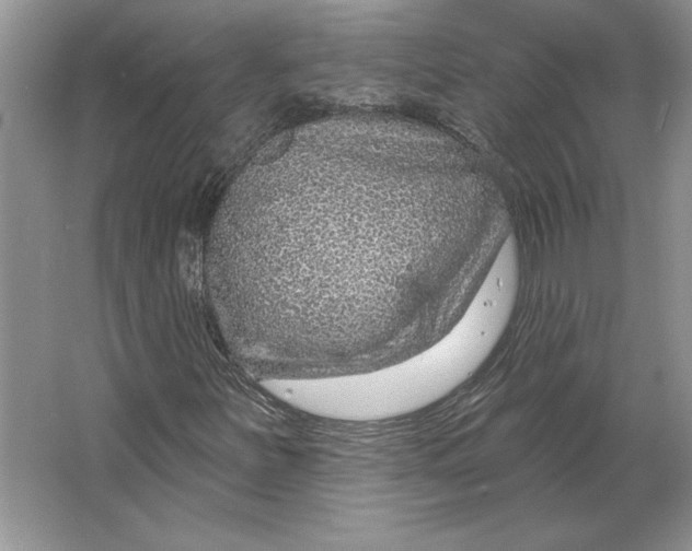 X0000064761251200603031750