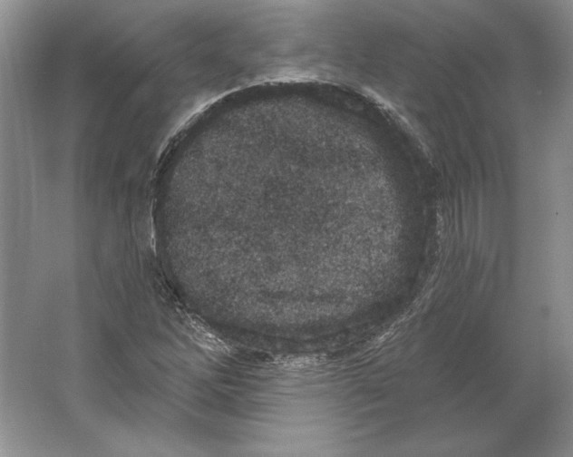X0000064761262200603031750