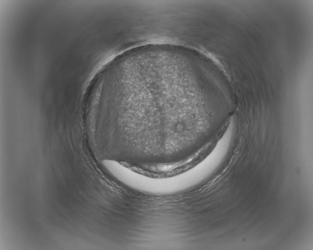 X0000064761263200603031750