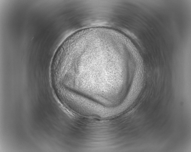 X0000064761423200603031748