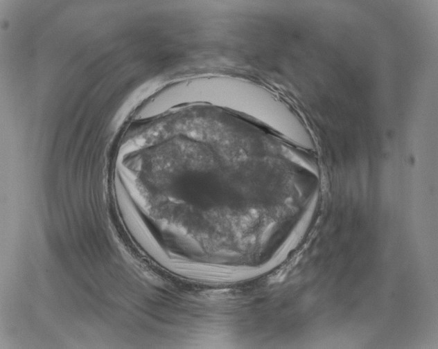 X0000064760054200603131419