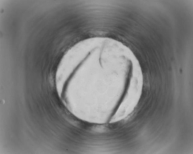 X0000064760086200603131419