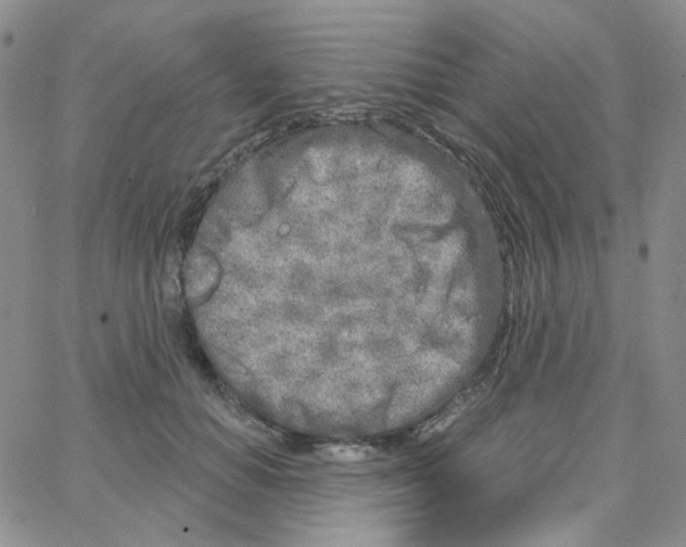 X0000064760654200603131410