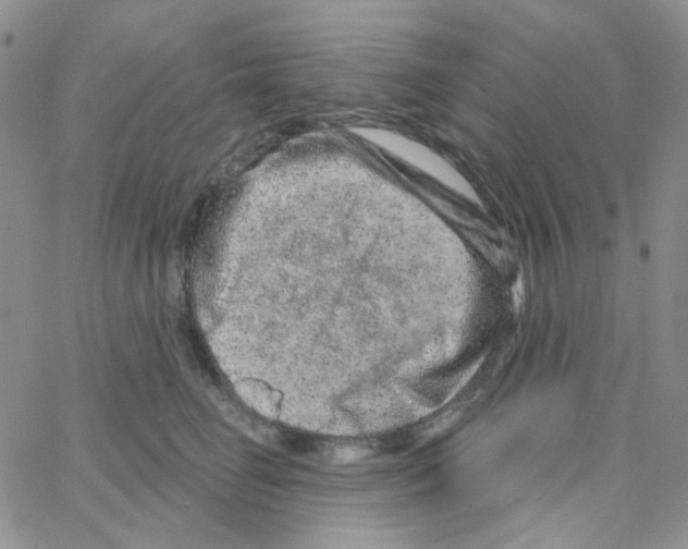 X0000064760662200603131410