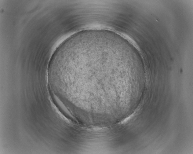 X0000064760839200603131406