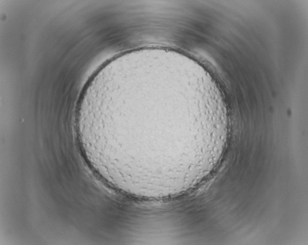 X0000064761182200603131401