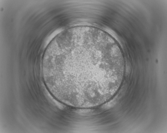 X0000064761290200603131359
