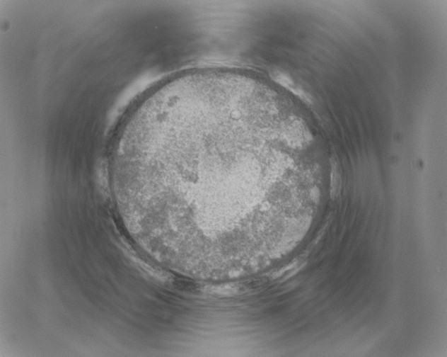 X0000064761454200603131356