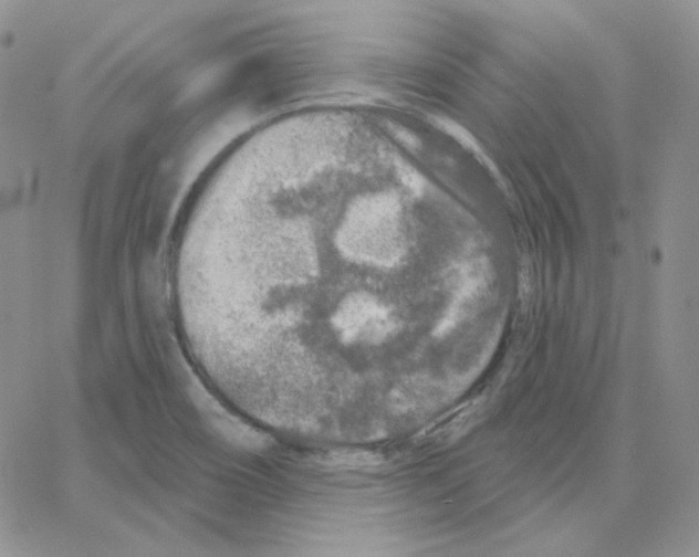 X0000064761466200603131356