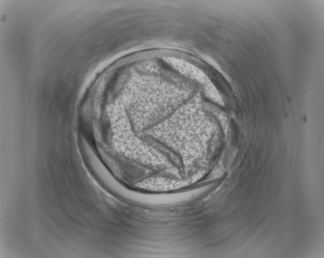 X0000064761508200603131355