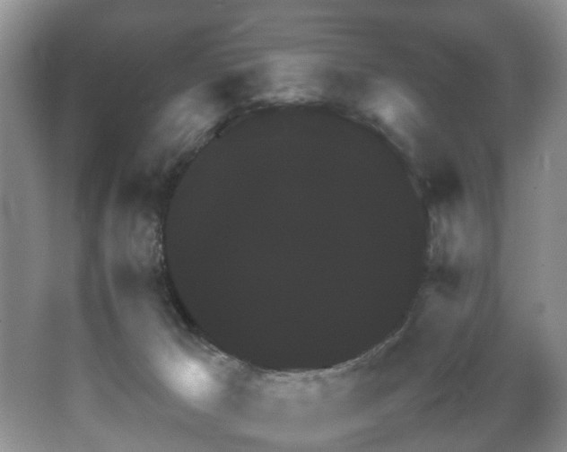 X0000064770029200602101301