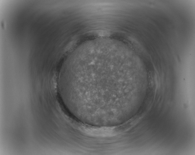 X0000064770032200602101301