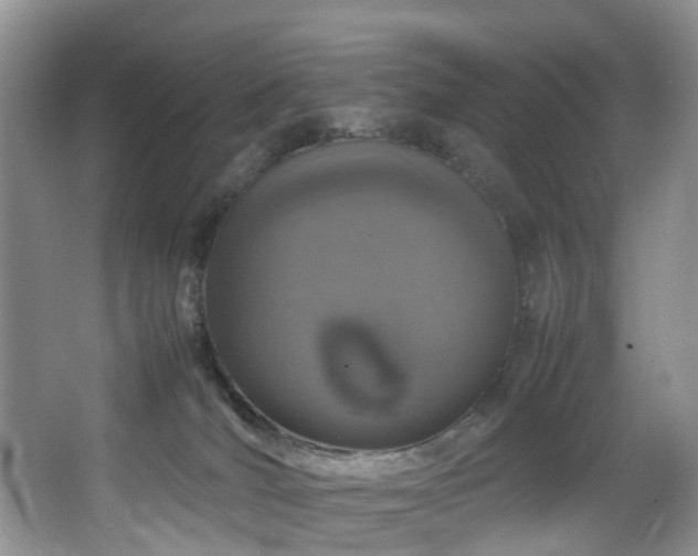 X0000064770036200602101301