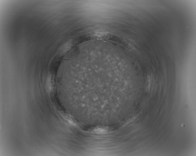 X0000064770236200602101257