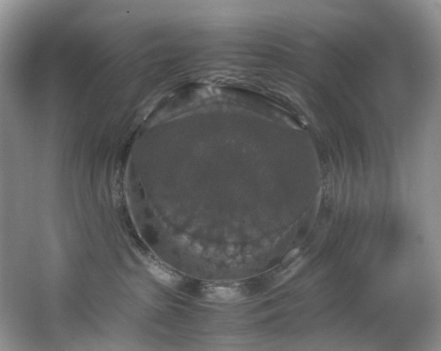 X0000064770285200602101257