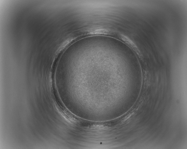 X0000064770298200602101256