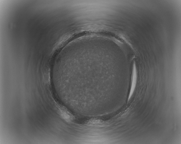 X0000064770685200602101249