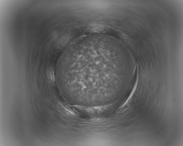 X0000064771155200602101242