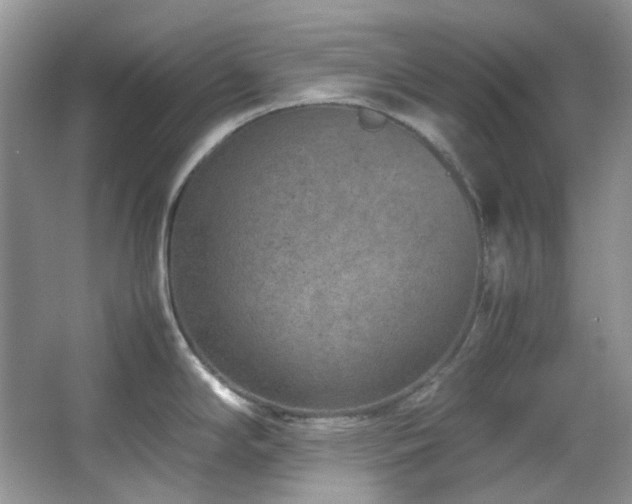 X0000064771294200602101239