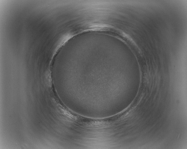 X0000064771362200602101238